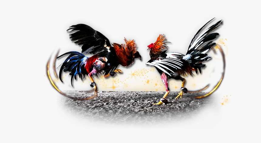 Cockfight Provider